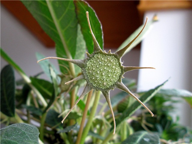 Dorstenia foetida